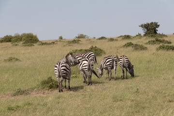 Africa, Kenya, Masai Mara National Reserve. Plains Zebra, Equus quagga. 2016-08-04