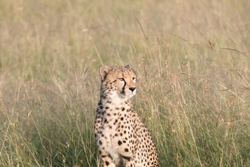 Africa, Kenya, Masai Mara National Reserve. Cheetah (Acinonyx jubatus). 2016-08-04