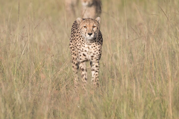 Africa, Kenya, Masai Mara National Reserve. Cheetah (Acinonyx jubatus). 2016-08-04