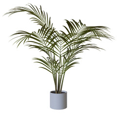 palm plant indoor
