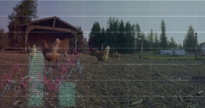 Graph and data analysis animation over chickens roaming near coop in rural area