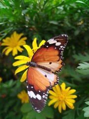 butterfly on flower