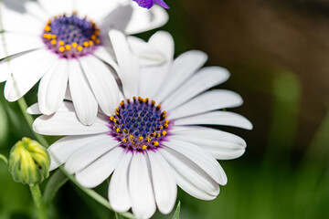 Obraz premium Beautiful flowers close-up for postcards and posters.
