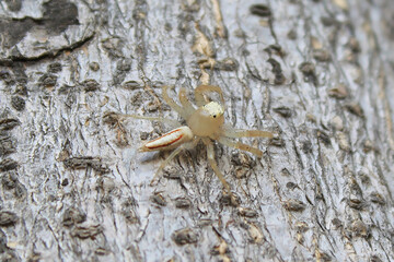 Rare White Color Spider captured on tree