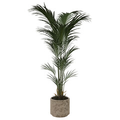palm plant indoor