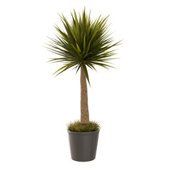 palm plant indoor