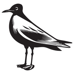 Black-headed Gull  Silhouette, Chroicocephalus ridibundus Clipart, Black-headed gull standing upright Illustration in black and white
