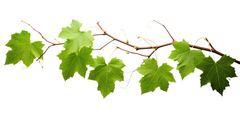 Grape leaves vine plant branch with tendrils in vineyard on transparent background, png	