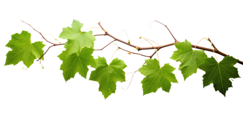 Grape leaves vine plant branch with tendrils in vineyard on transparent background, png	