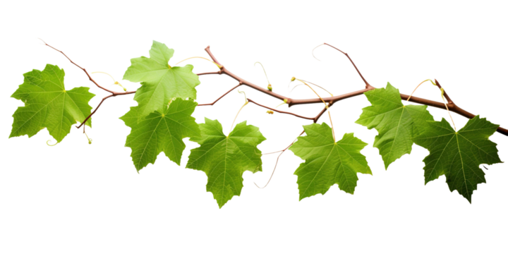 Grape leaves vine plant branch with tendrils in vineyard on transparent background, png	