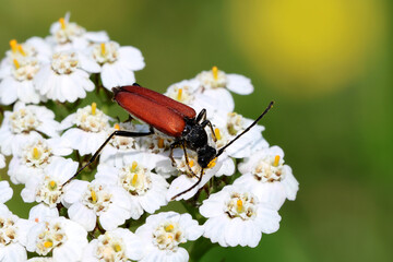 A⁠nastrangalia sanguinolenta