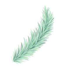 Watercolor Christmas spruce branch. Evergreen tree, fir, cedar. Winter green plants, holiday decoration