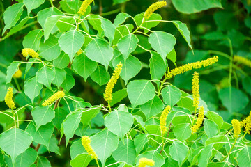 ナンキンハゼの花アップ