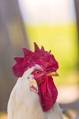 Gockel - Hahn - Henne - Huhn - Bauernhof