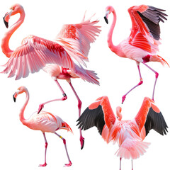 Pink flamingo spread wings isolated on transparent background