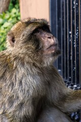 Berber monkeys on the Rock of Gibraltar.