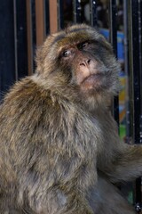 Berber monkeys on the Rock of Gibraltar.