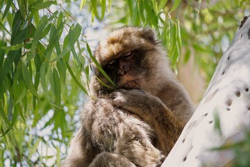 Berber monkeys on the Rock of Gibraltar.