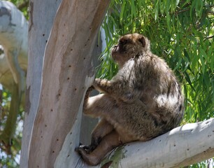 Berber monkeys on the Rock of Gibraltar.