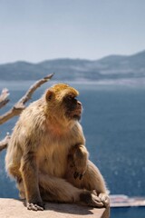Berber monkeys on the Rock of Gibraltar.