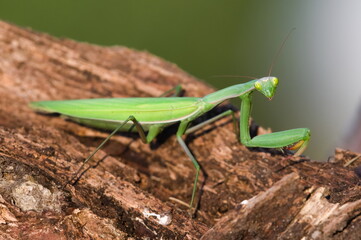 Praying Mantis aka Mantis religiosa adult female in wild nature of Czech republic. Late summer.