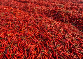 Fototapeta premium Captured from above, a sea of fiery red dried chilies showcases vibrant hues and intricate textures, evoking a sense of warmth and richness.