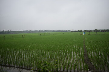 Fototapeta premium picture of paddy field