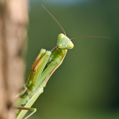 Praying Mantis aka Mantis religiosa adult female in wild nature of Czech republic. Late summer.