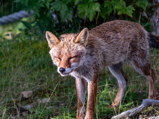 山岳地帯で現れたキツネ