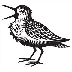 Fototapeta premium Western Sandpiper Silhouette, Calidris mauri Clipart, Western Sandpiper calling Illustration in black and white
