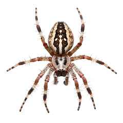 Obraz premium photo of orb weaver spider, isolated on white