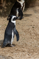 Humboldt Penguin (Spheniscus humboldti) in a zoo