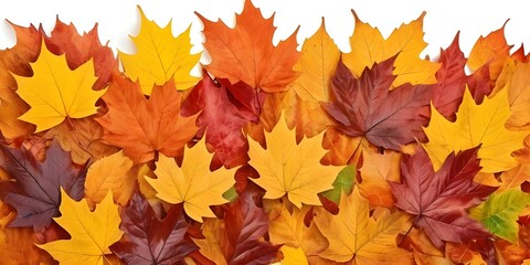 Fototapeta premium Colorful autumn leaves arranged in various shades of red, orange, and yellow on a white background in a seasonal display