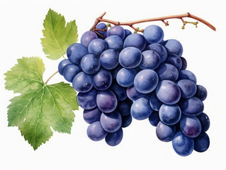 Fototapeta premium Outstanding Blue grape isolated on white background. Watercolor, hand drawn created with