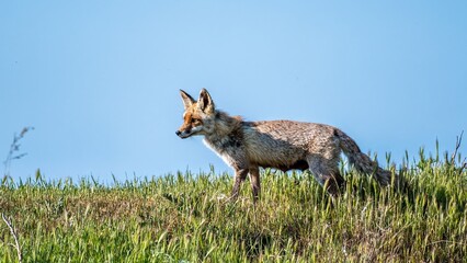 High resolution image of a single adult female fox in the wild- Romania