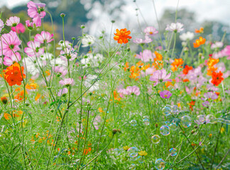 あけぼの山農業公園の美しいコスモス