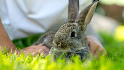 Cute rabbit on green grass on a sunny day
