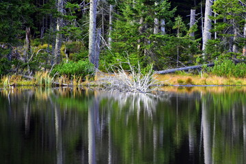 Smreczyński Staw – polodowcowe jezioro morenowe, Tatry Zachodnie, Tatrzański Park Narodowy, Kościelisko, Małopolska, Polska, Europa, © Albin Marciniak