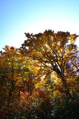 Fototapeta premium 紅葉 秋 アスピテライン 岩手県 日本/Autumn leaves Iwate Prefecture Japan
