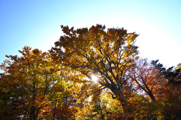 Fototapeta premium 紅葉 秋 アスピテライン 岩手県 日本/Autumn leaves Iwate Prefecture Japan