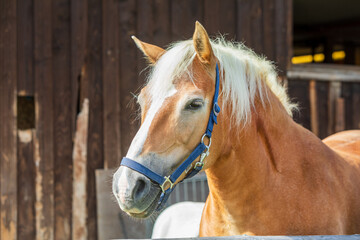 Obraz premium Pferd - Allgäu - Reiten - Gaul - Horse - Bauernhof