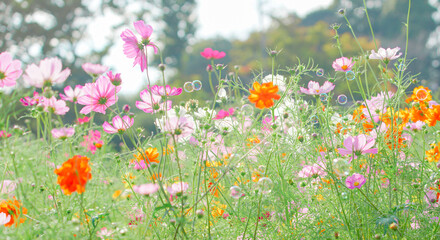 あけぼの山農業公園の美しいコスモス