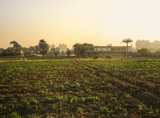 A view for a farm taken an hour before sunset in Qusraya Island which is located in the middle of...