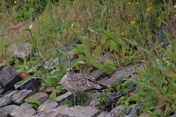 gull chick