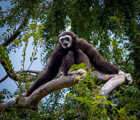 A Black Gibbon sitting in a tree