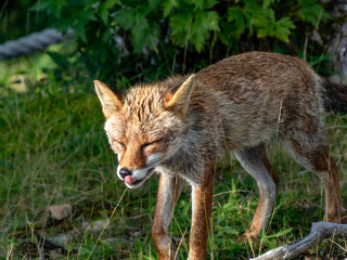 Naklejka premium 山岳地帯で現れたキツネ