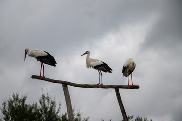 Cigogne Boissi&egrave;re
