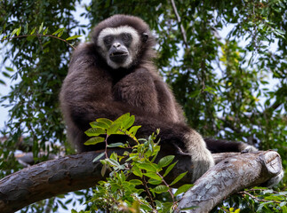 A Black Gibbon sitting in a tree
