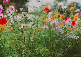 あけぼの山農業公園の美しいコスモス