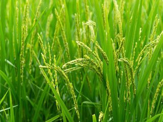 稲の穂を付けた夏の水田